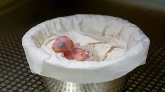 تولد اولین جوجه نادرترین طوطی جهان پس از اعلام انقراض!