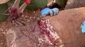 ببینید؛ جراحت دلخراش پای یک فیل در تله سیمی