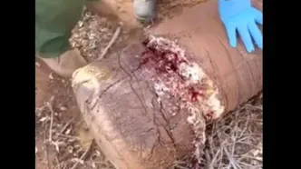 جراحت دلخراش پای یک فیل در تله سیمی