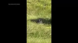 ببینید؛ میمون آزمایشگاهی «بالقوه بیمار» پس از تصادف کامیون فرار کرد