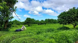 پایان خرید تضمینی برگ سبز چای