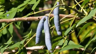 «انگشتان مرد مرده»، عجیب‌ترین میوه روی زمین/ عکس