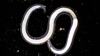 کرمی که ۴۶ هزار سال منجمد بود، دوباره زنده شد!