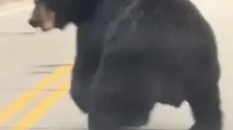 ببینید؛ حمله جسورانه سنجاب به یک خرس!