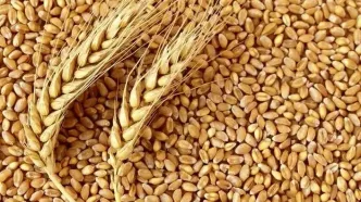 اعلام قیمت خرید تضمینی گندم برای سال زراعی ۱۴۰۴-۱۴۰۵