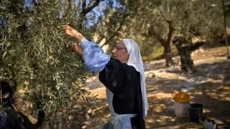 تصاویر؛ برداشت زیتون در کوه زیتون بیت المقدس