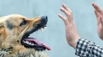 تصویر دلخراش از حمله سگ به کودک خوزستانی