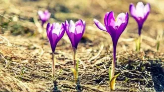 فاجعه آب در راه است: زعفران، تریکاله و کینوا ناجی ایران می‌شوند؟