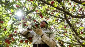 تصاویر؛ طلای سرخ مراغه در فصل برداشت