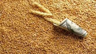 نرخ خرید تضمینی گندم ۴۴ درصد افزایش یافت