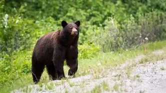 پذیرایی از خرسِ گرفتار در تله کشاورزان مازندرانی با آب و عسل