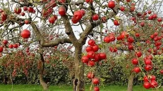 طلای سرخ مراغه در فصل برداشت