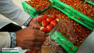 قصه سرخ رنگ توت فرنگی ها/ تصاویر