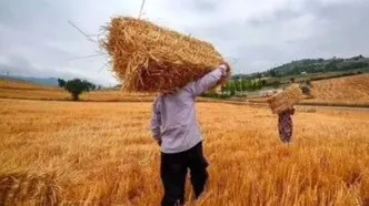 گام نهایی در پرداخت مطالبات گندمکاران؛ تسویه کامل تا پایان مهر
