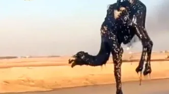 لحظه بیرون کشیدن شترهای سقوط کرده در گودال نفت