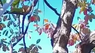 ببینید؛ نجات گربه‌ای پس از چهار روز از بالای درخت