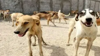 شهرداری تهران: جمع‌آوری روزانه ۳۰ سگ ولگرد