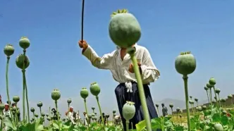 مجوز کشت خشخاش حالا حالاها صادر نمی‌شود