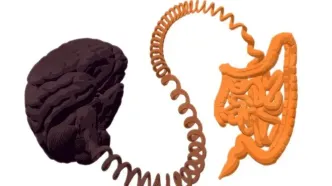 ارتباط غیرمنتظره بین اوتیسم و ​​سلامت روده!