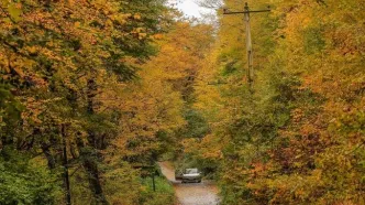 ورود گردشگران به جنگل‌های سوادکوه ممنوع شد/ علت چیست؟