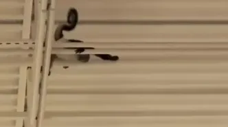 ببینید؛ میمون از ترس جمعیت از سقف فروشگاه بالا رفت