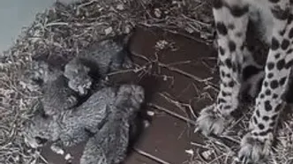 تولد چهار توله یوزپلنگ در باغ وحش ویرجینیا