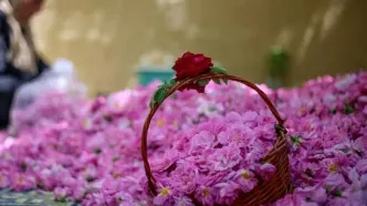 عربستان و ترکیه یک محصول دیگر ایران را به نام خود زدند | رز طائف و عصاره اسپارتا؛ تهدید جدید بازار جهانی گل محمدی ایران