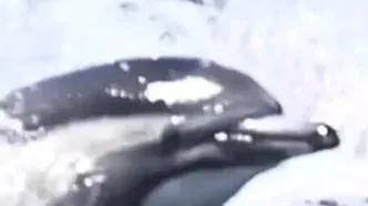 هزاران دلفین در کنار قایق منظره‌ای تماشایی و نادر را رقم زدند