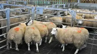 قیمت دام زنده امروز ۲۰ آبان 1404 + جدول