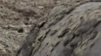 جسارت توله‌پلنگ‌ها و رویارویی پرتنش با اسب آبی