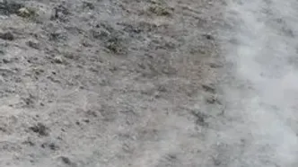 عبور گله‌های قوچ اوریال در پارک ملی گلستان