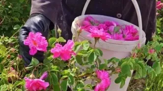 درخواست ثبت جهانی گل محمدی در یونسکو به نام ایران