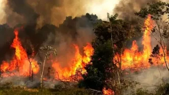 ورود سازمان بازرسی به آتش‌سوزی جنگل‌های شمال