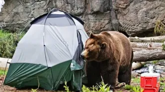 مهربانی با خرس‌ها کار دست اهالی مشگین‌شهر داد