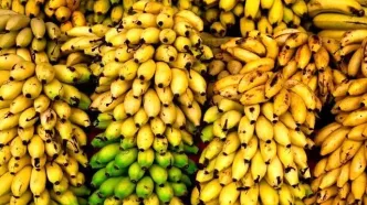 فاجعه در گمرک؛ هزار تُن موز و سیب در آستانه نابودی!