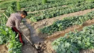فاجعه در ایلام: کشاورزی سنتی در حال نابودی است، مسئولان خوابند!