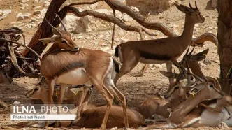 باغ وحش ارم ۱۳ آبان رایگان است