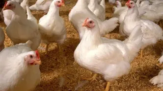 ماجرای استفاده از تریاک در خوراک مرغ ها از زبان پرورش‌دهندگان مرغ گوشتی