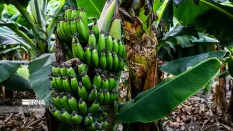 گمرک توقف واردات موز را تکذیب کرد