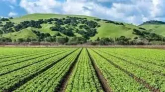 آغاز پرداخت غرامت گندم‌کاران با واریز ۱۱۰۰میلیارد تومان