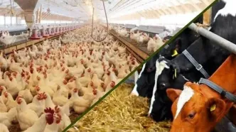 فروش خالی نهاده‌ها: ۱۵ هشدار بی‌اثر به وزارت جهاد کشاورزی؛ فاجعه در راه است؟