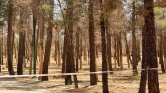 خشکیدگی و قطع هزاران اصله درخت در پارک چیتگر