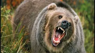 لحظه شوکه کننده پرت کردن دختر ۳ ساله به قفس خرس وحشی به دست مادرش/ مادر سنگدل خونسردانه نظاره گر ماجرا بود