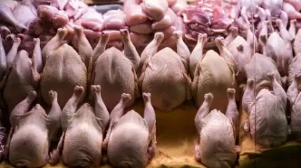 قیمت مرغ امروز چهارشنبه ۵ آذر ۱۴۰۴