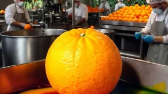 واکنش سازمان غذا و دارو به رنگ کردن پرتقال‌ها