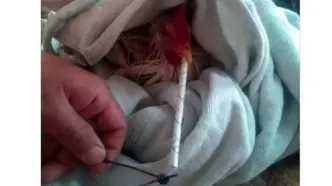 واکنش مرغداران گوشتی به ادعای مرغ تریاکی