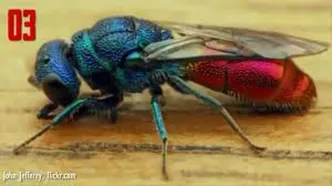 این حشرات از رویاها بیرون آمده‌اند!