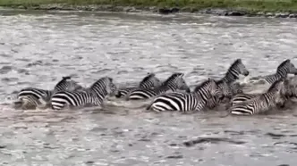 فرار گورخر از چنگال تمساح به بهای از دست دادن یک پا