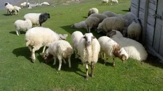 قیمت دام زنده امروز ۲۱ آبان 1404 + جدول