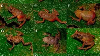 کشف موجود یک اینچی چشم‌قرمز در دل جنگل‌های پرو!